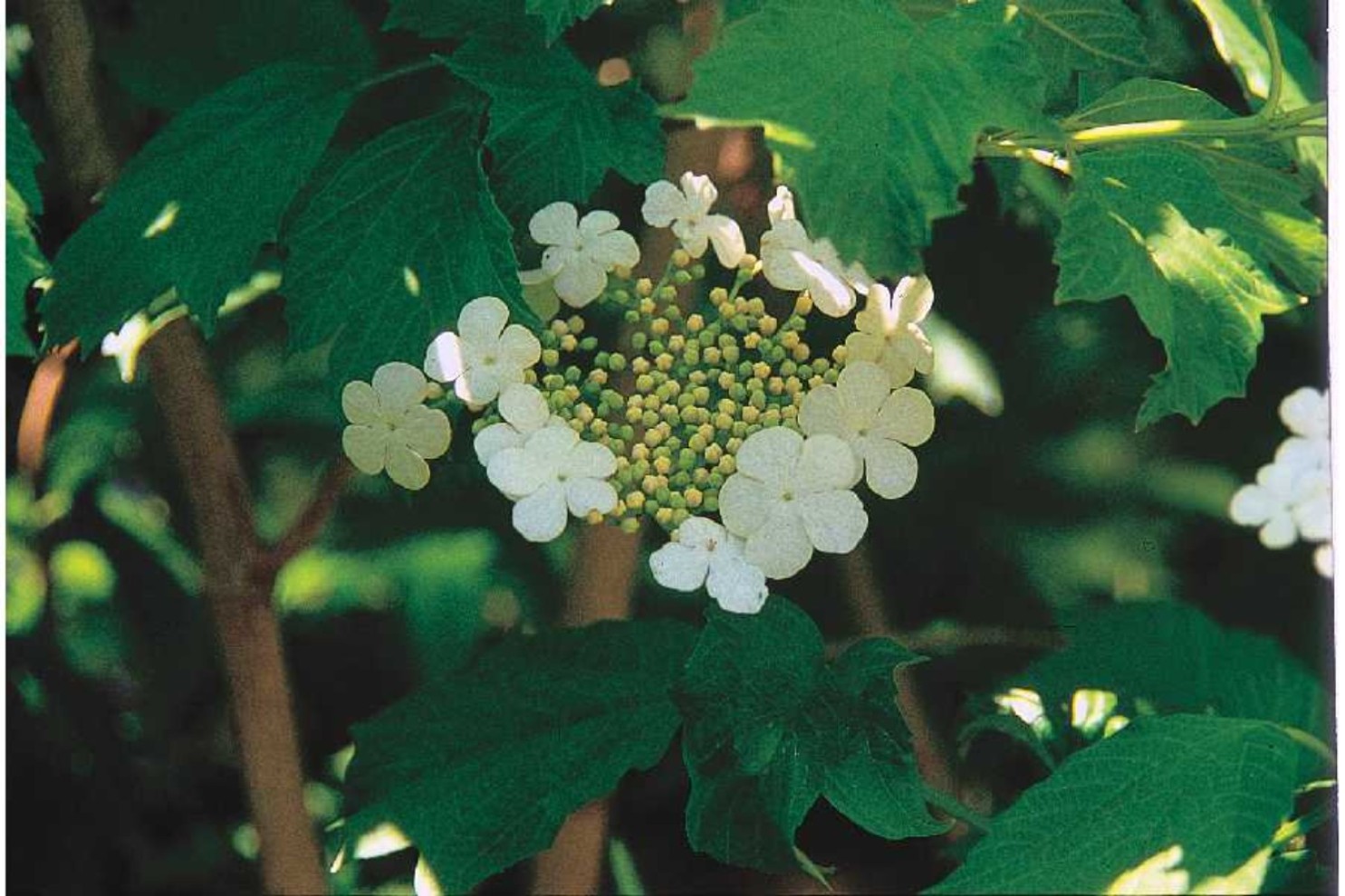 Online Plant Guide Viburnum opulus var. americanum / American